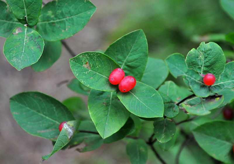 Image of Lonicera chamissoi specimen.