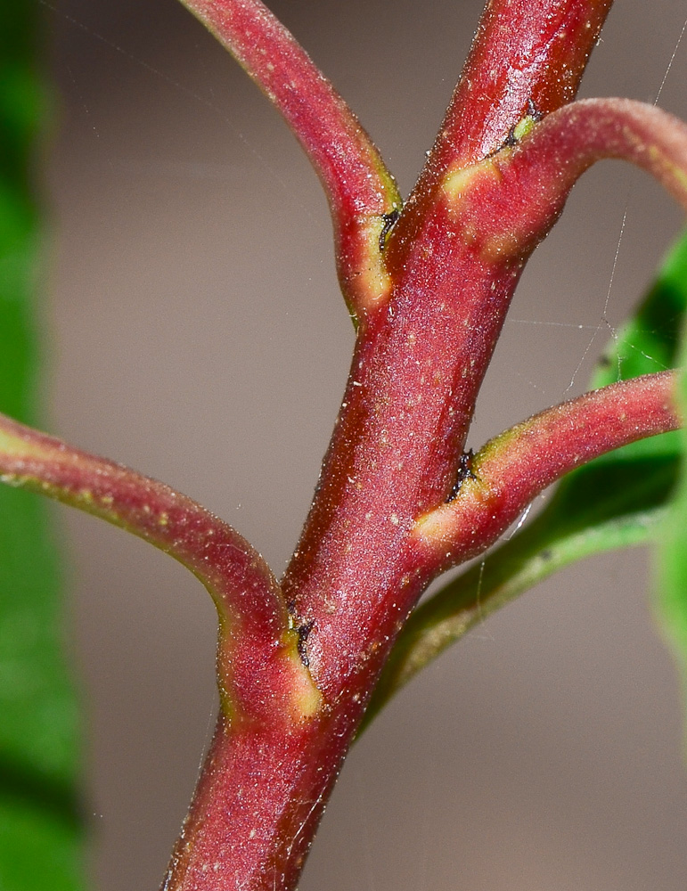 Изображение особи Heteromeles arbutifolia.