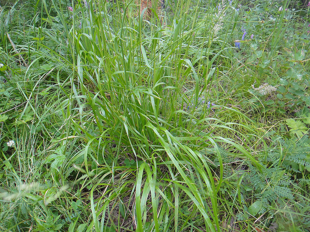 Image of Calamagrostis arundinacea specimen.