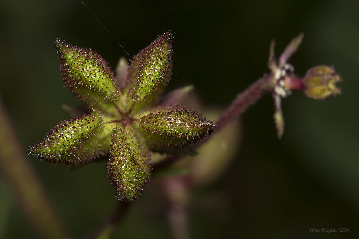 Image of Dictamnus gymnostylis specimen.