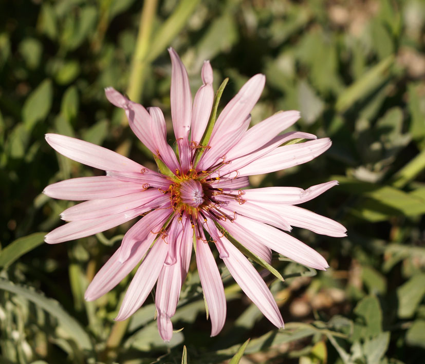 Image of Tragopogon marginifolius specimen.