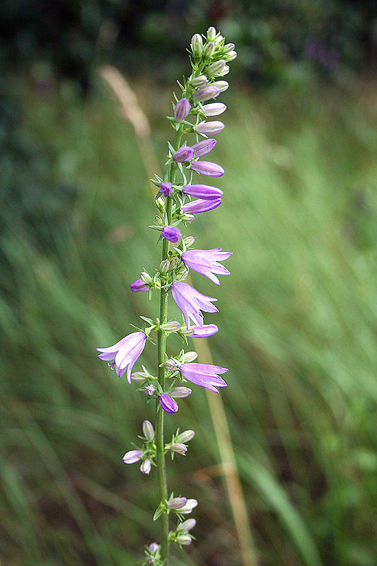 Image of Campanula rapunculoides specimen.