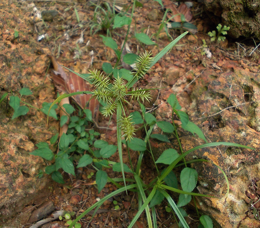 Изображение особи род Cyperus.