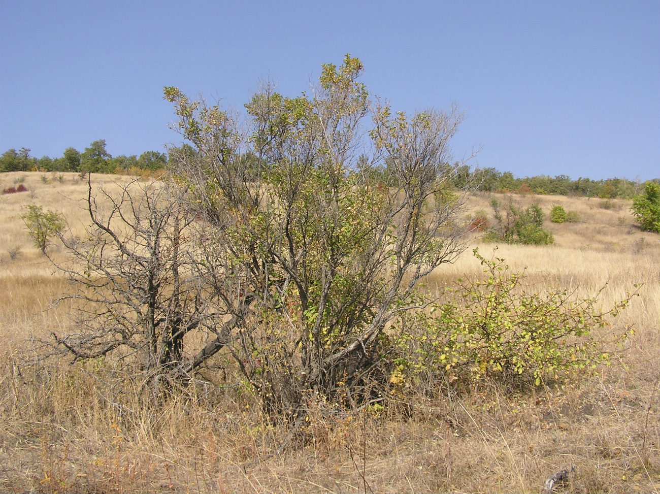 Image of Lonicera tatarica specimen.