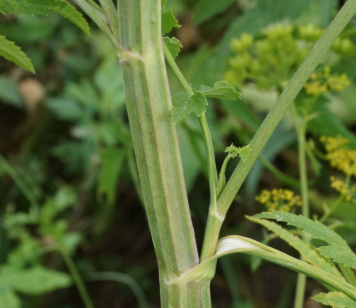 Изображение особи Pastinaca sylvestris.