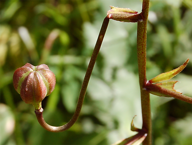 Изображение особи Lilium pilosiusculum.