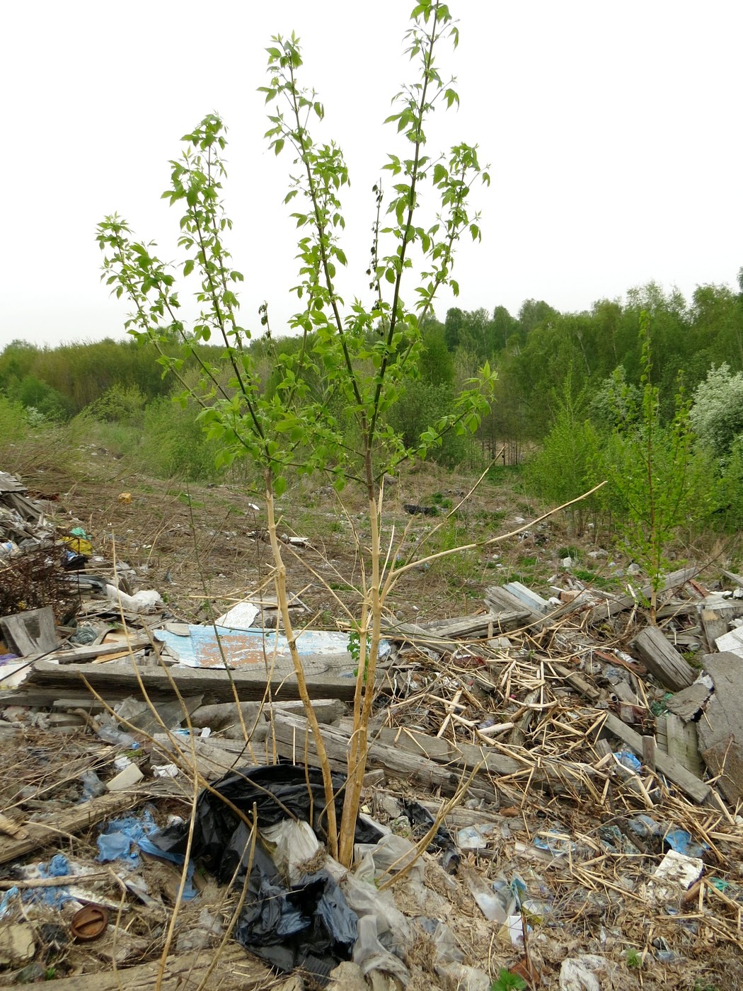 Image of Acer negundo specimen.