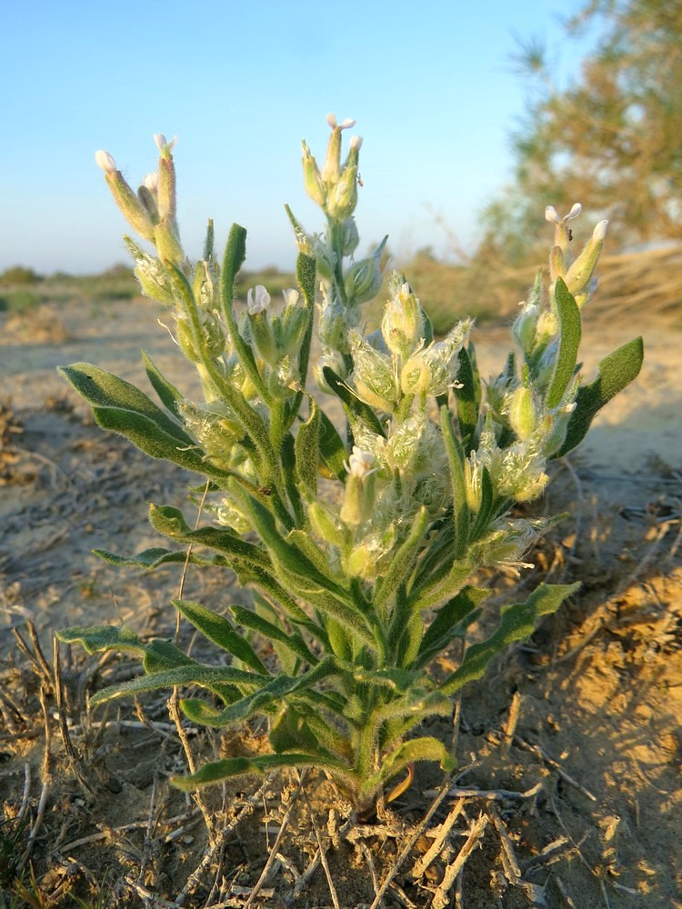 Image of Lachnoloma lehmannii specimen.