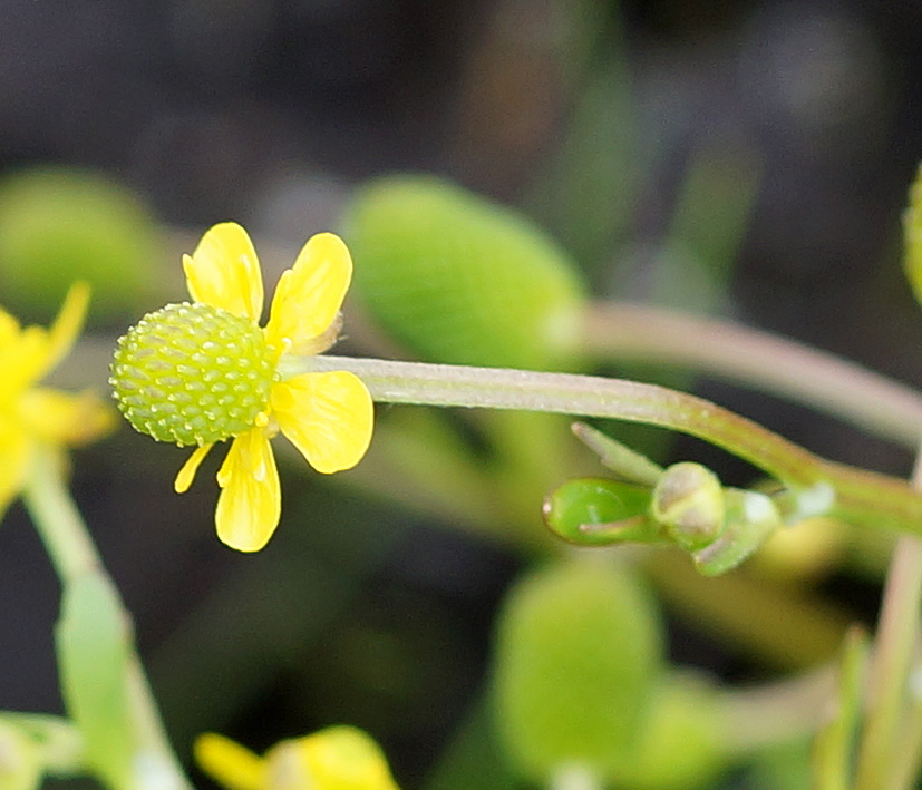 Изображение особи Ranunculus sceleratus.