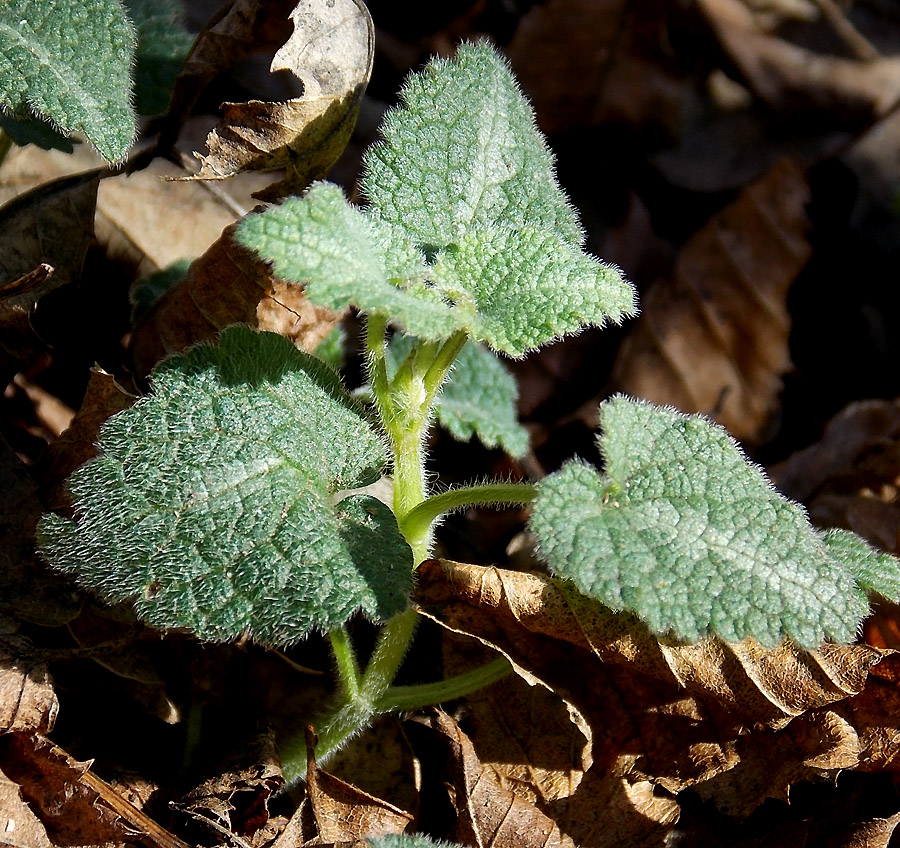 Image of Lamium maculatum specimen.