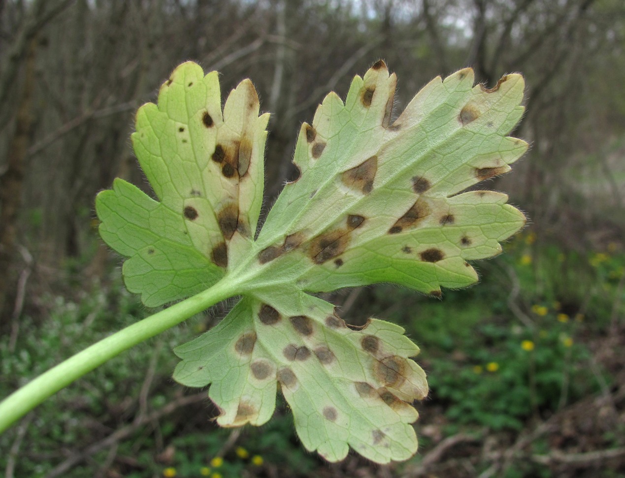 Image of Ranunculus constantinopolitanus specimen.