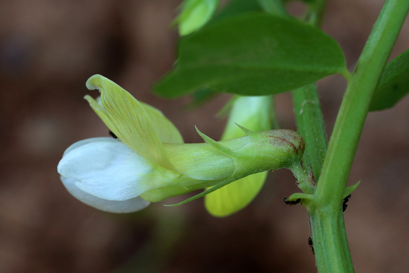 Изображение особи Vicia hyrcanica.