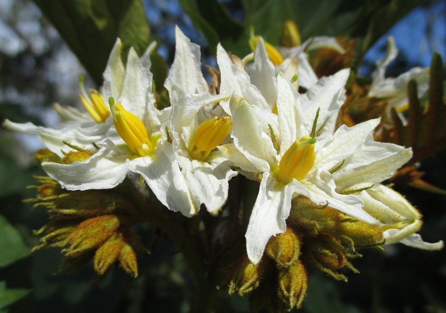 Image of Solanum chrysotrichum specimen.