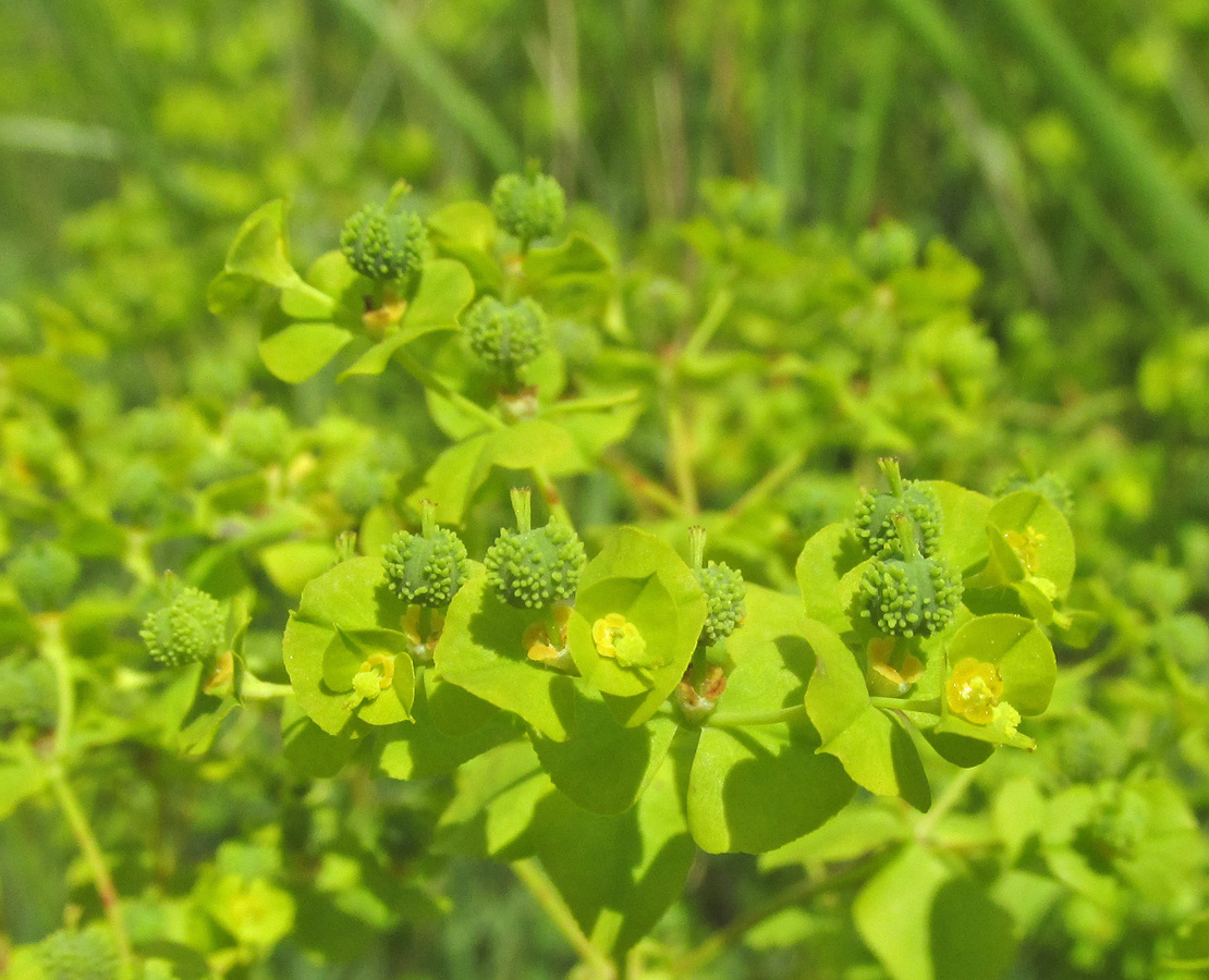 Image of Euphorbia stricta specimen.