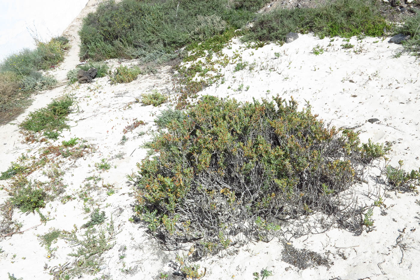 Image of Tetraena fontanesii specimen.