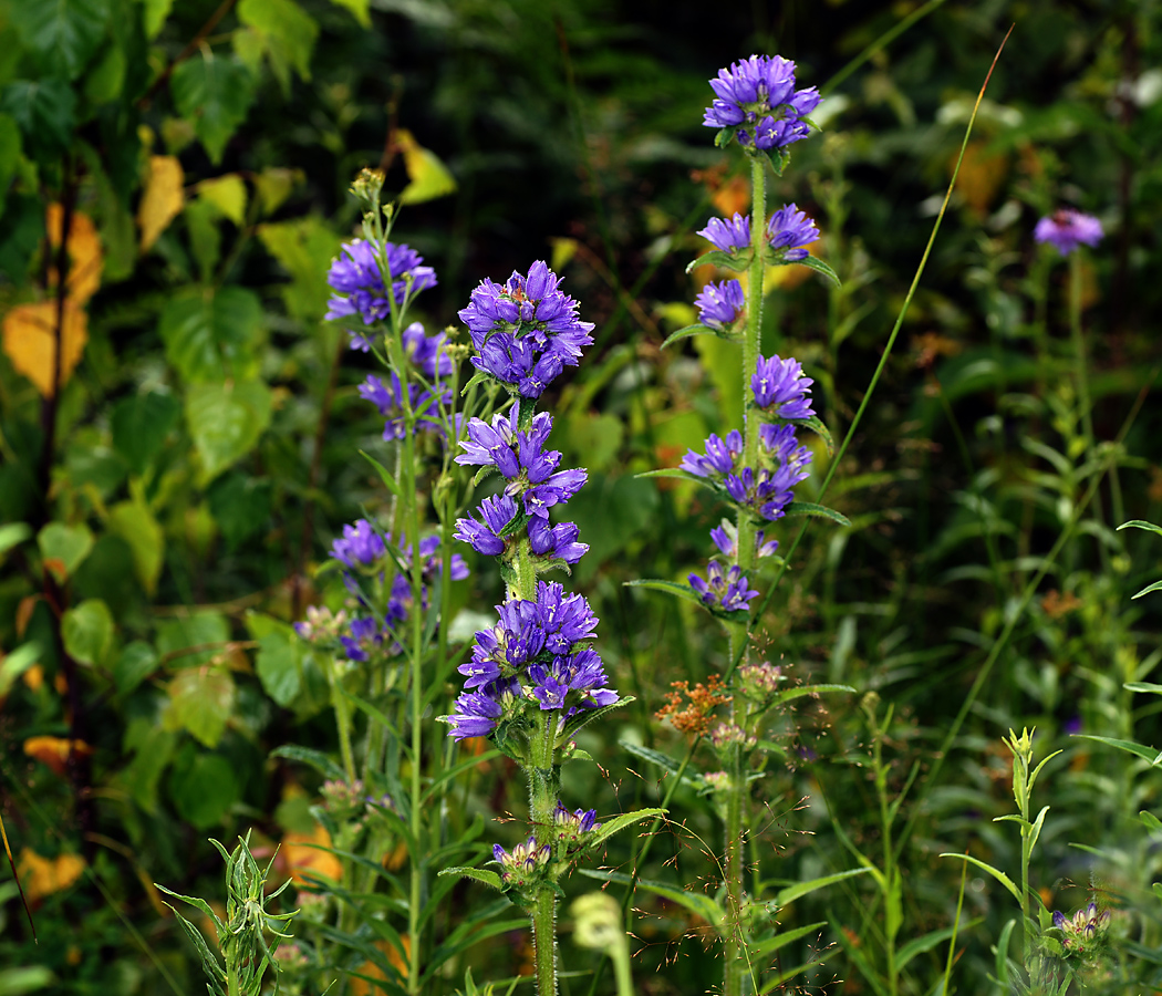 Image of Campanula cervicaria specimen.