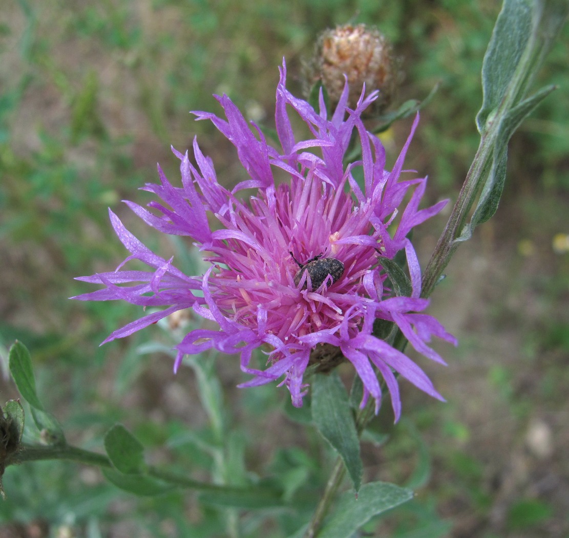 Image of Centaurea jacea ssp. substituta specimen.