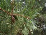 Pinus sylvestris