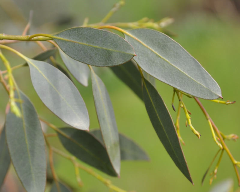 Image of genus Eucalyptus specimen.