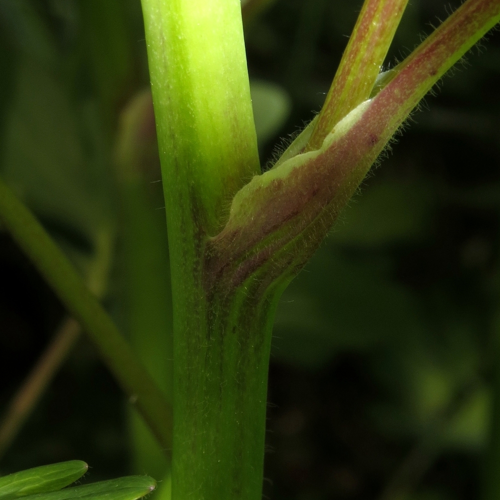 Image of Aquilegia vulgaris specimen.