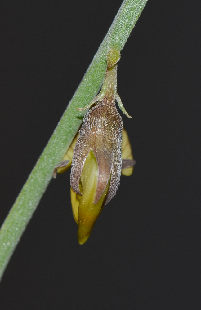 Изображение особи Crotalaria aegyptiaca.