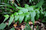 Gentiana schistocalyx