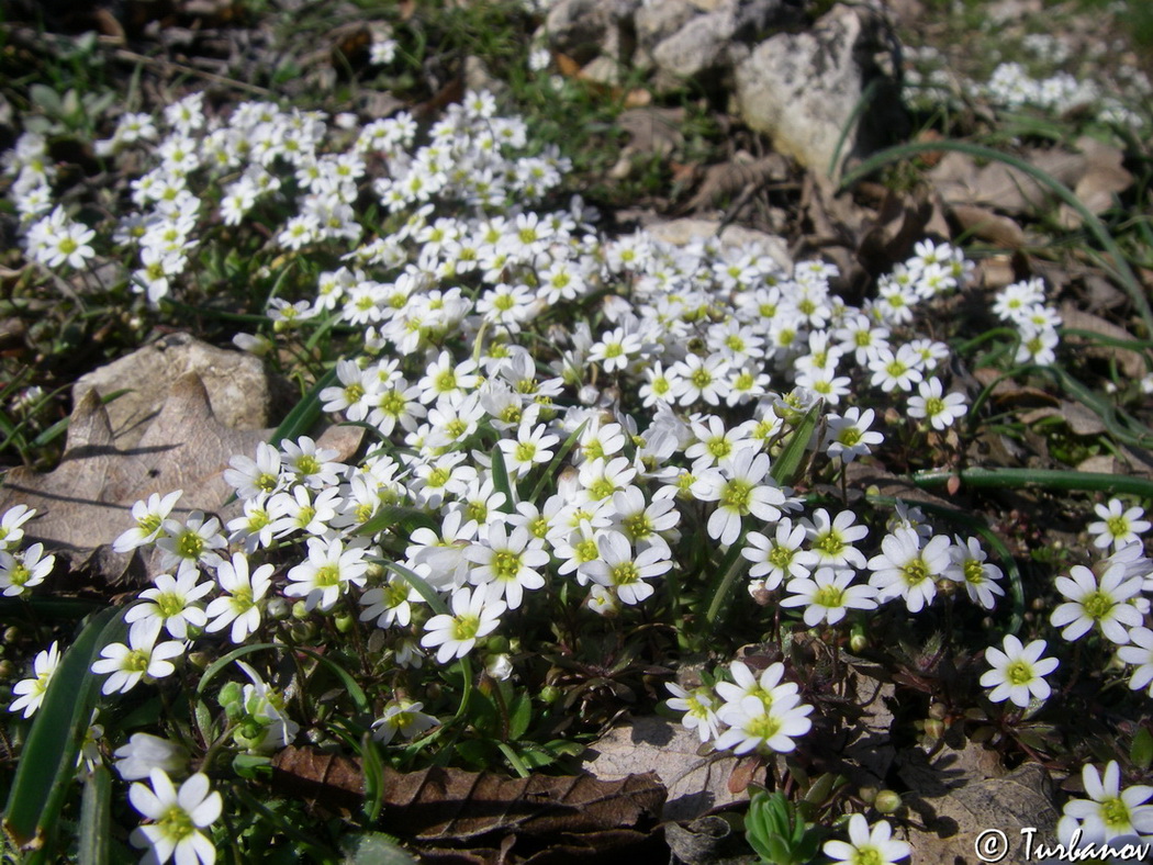 Изображение особи Erophila praecox.