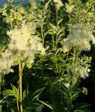 Filipendula ulmaria