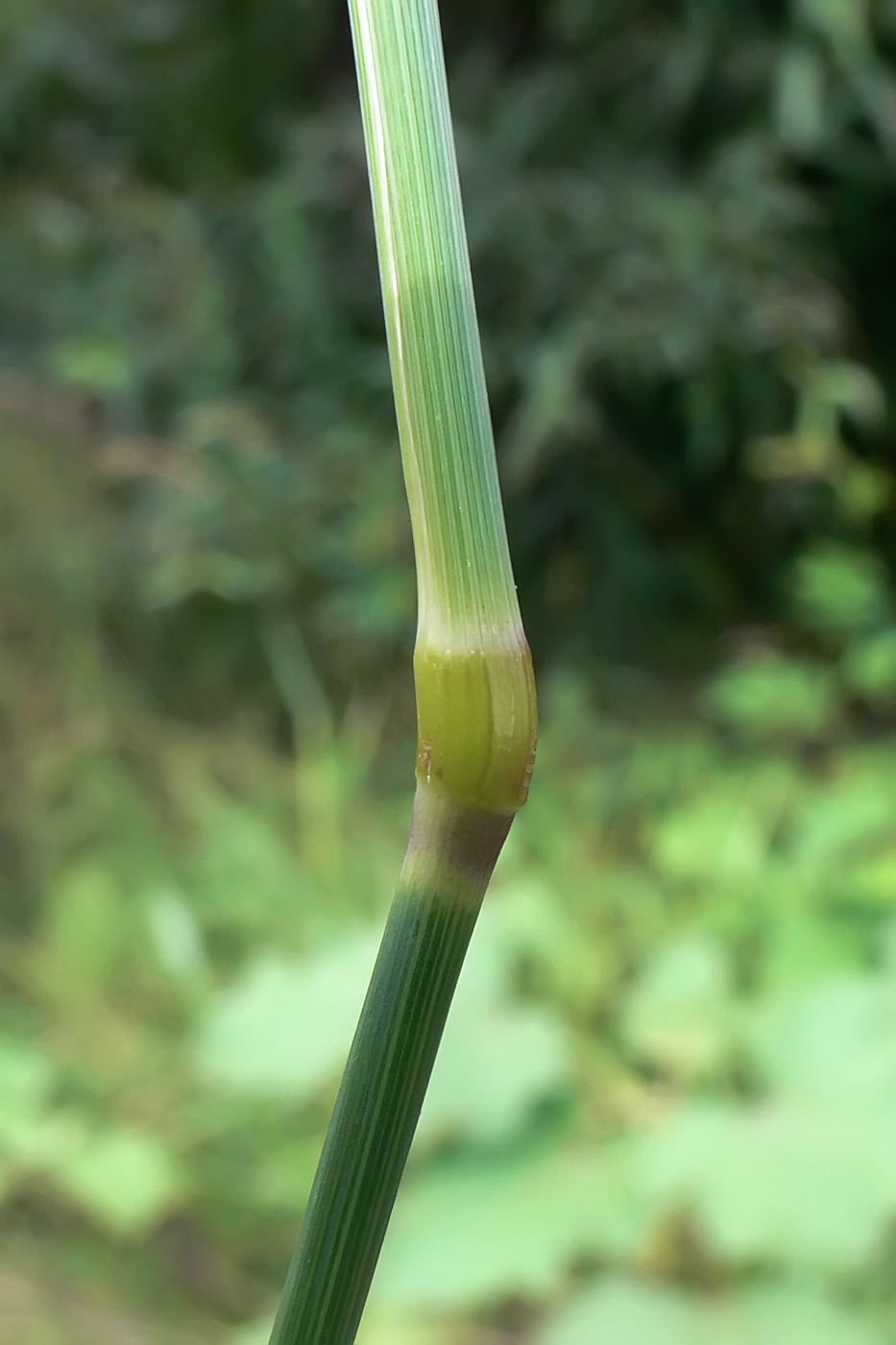 Изображение особи Phleum pratense.