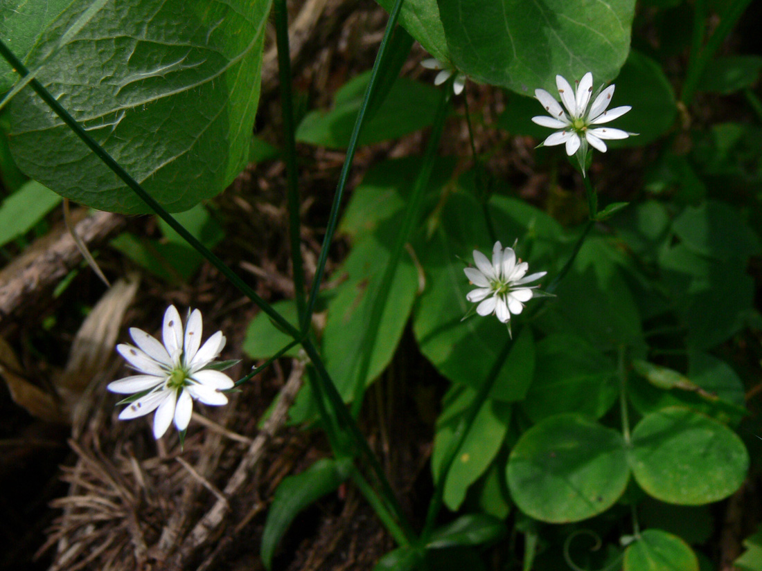 Image of Stellaria graminea specimen.