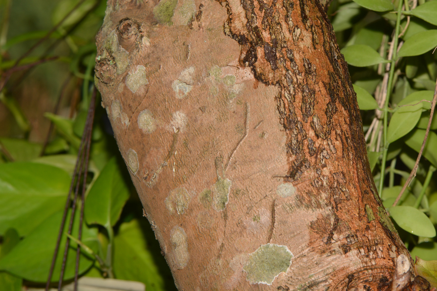 Image of Syzygium aqueum specimen.