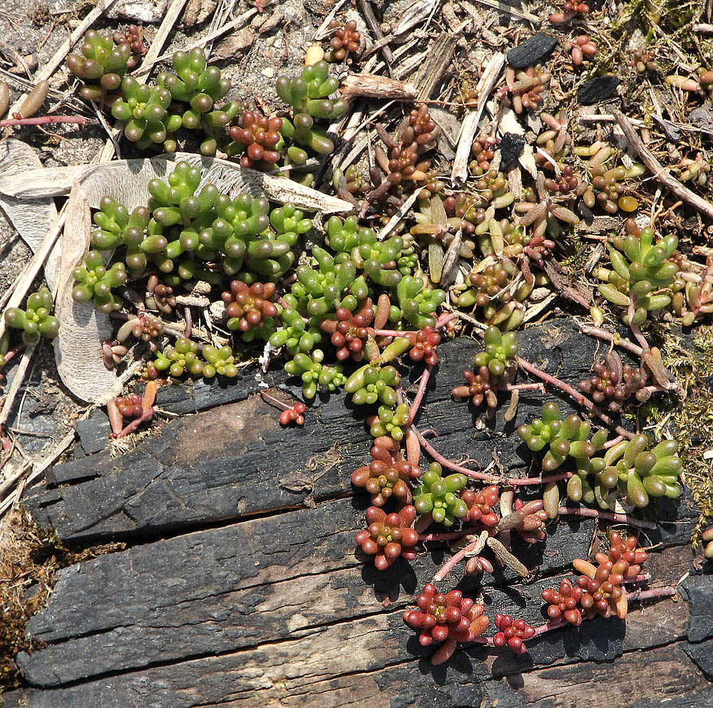 Изображение особи Sedum album.