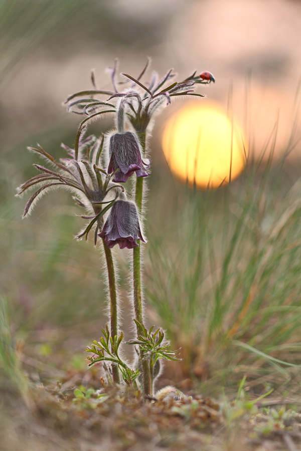 Изображение особи Pulsatilla pratensis.