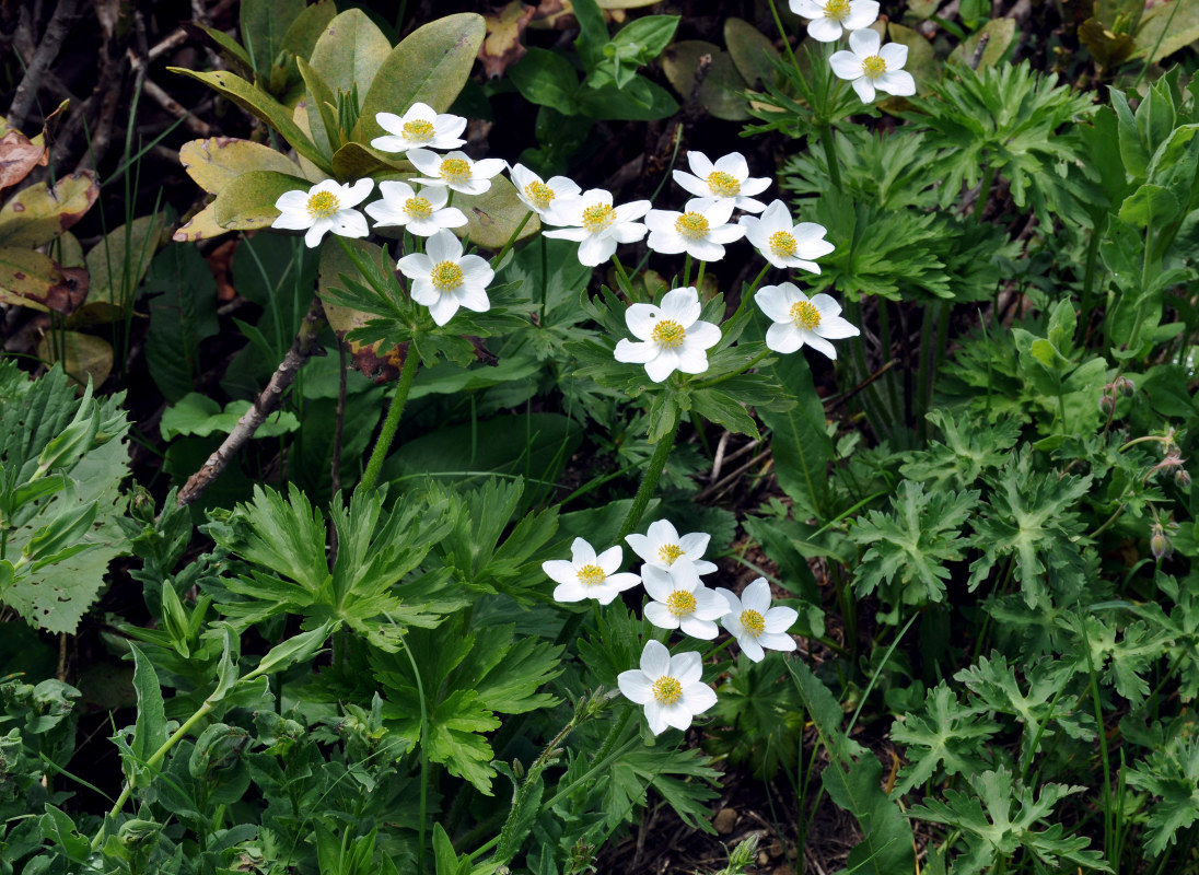 Изображение особи Anemonastrum fasciculatum.