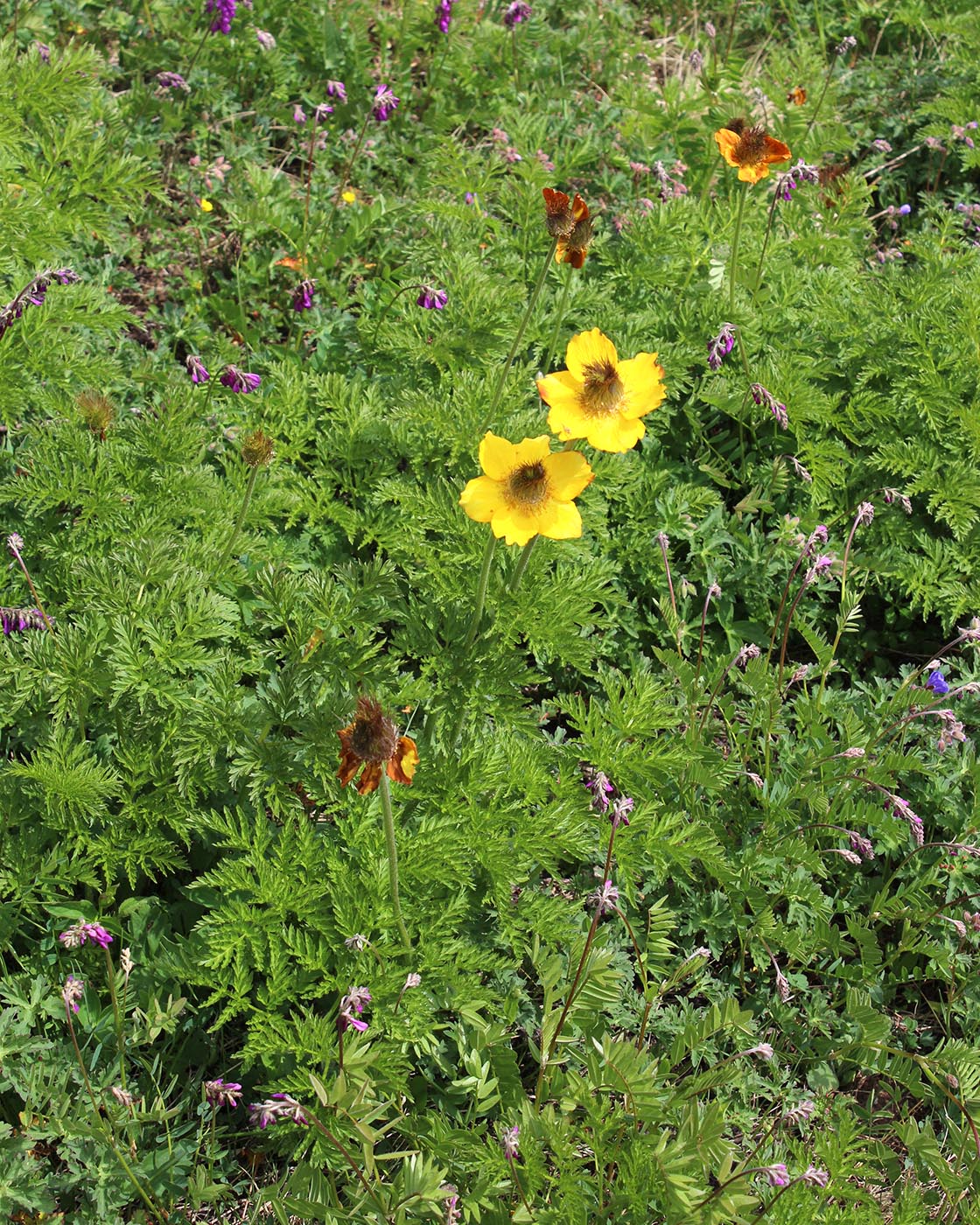 Image of Pulsatilla aurea specimen.