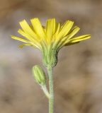 genus Hieracium