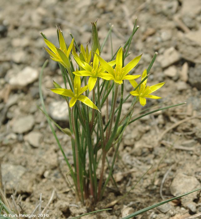 Изображение особи Gagea tenuifolia.