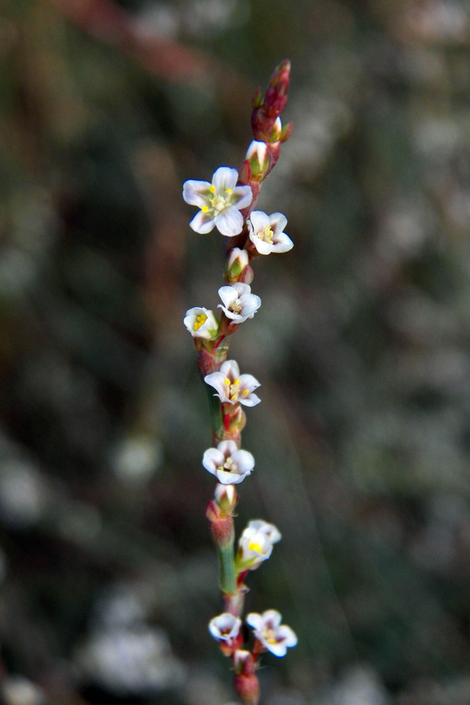 Image of genus Polygonum specimen.