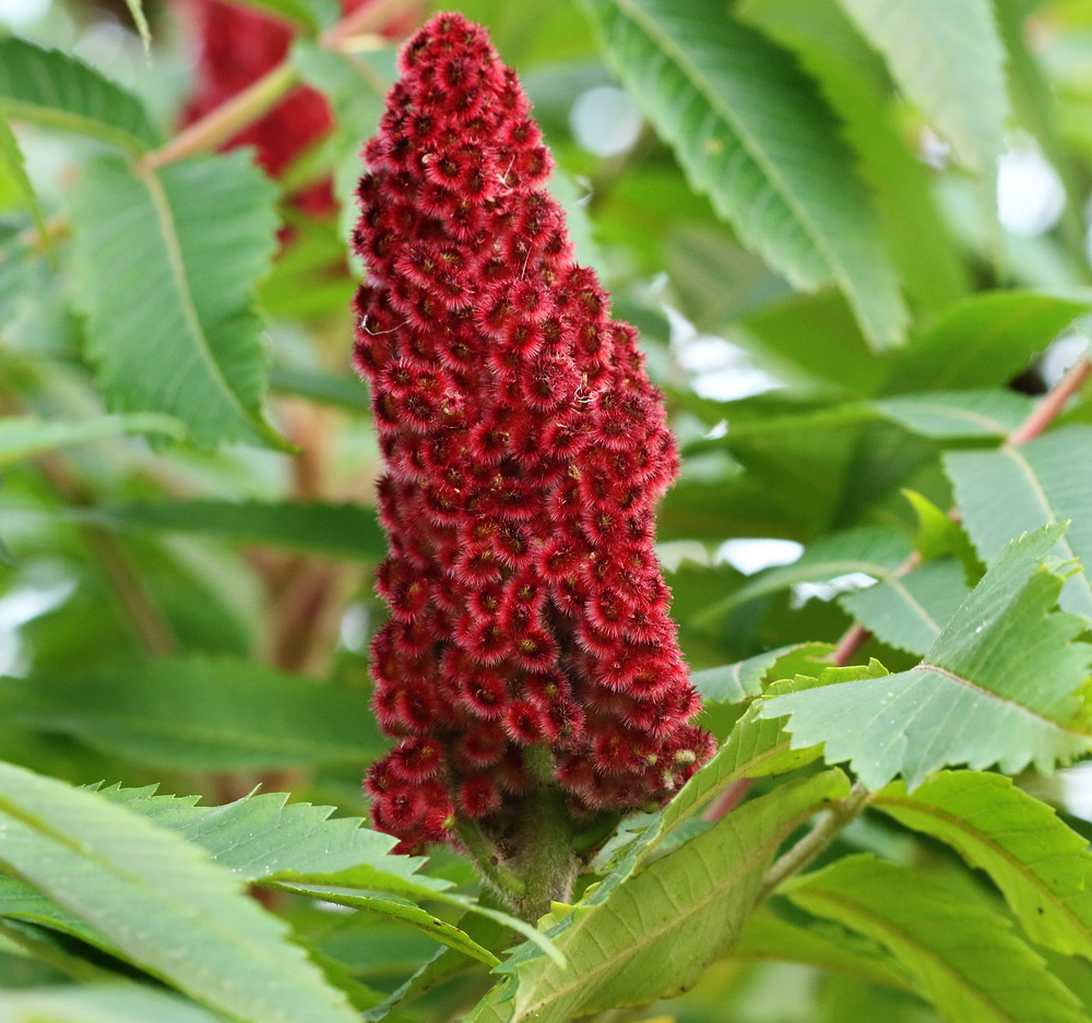 Image of Rhus typhina specimen.