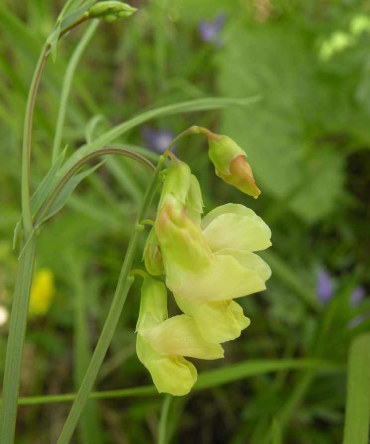 Изображение особи Lathyrus lacteus.