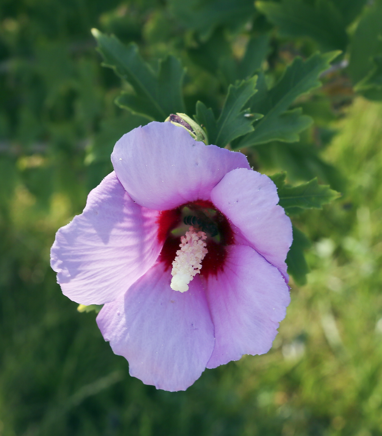 Изображение особи Hibiscus syriacus.