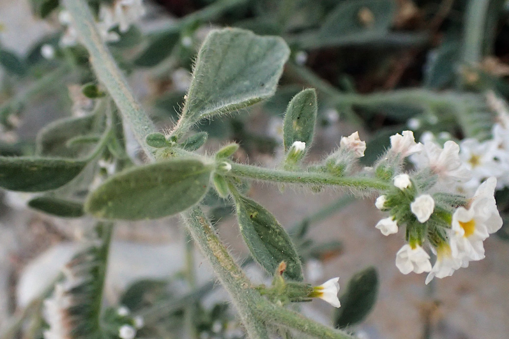 Image of Heliotropium suaveolens specimen.