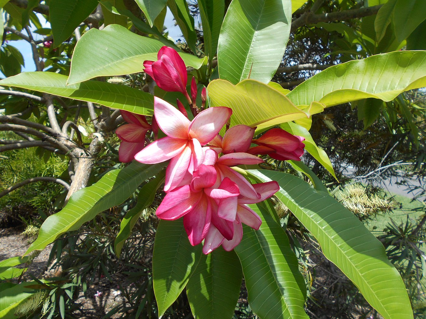 Image of Plumeria rubra specimen.