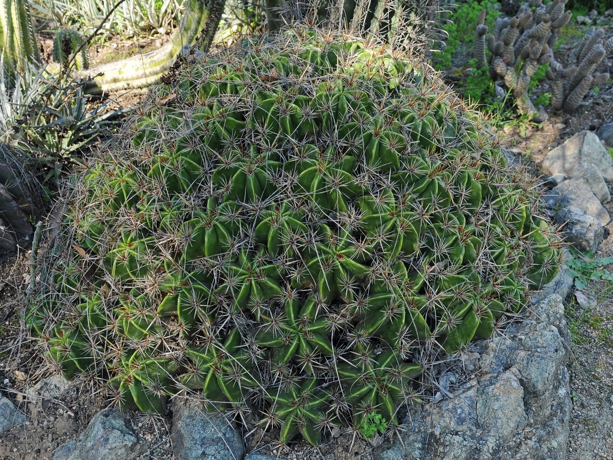 Image of Ferocactus robustus specimen.