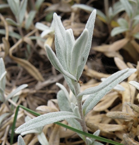 Изображение особи Cerastium tomentosum.