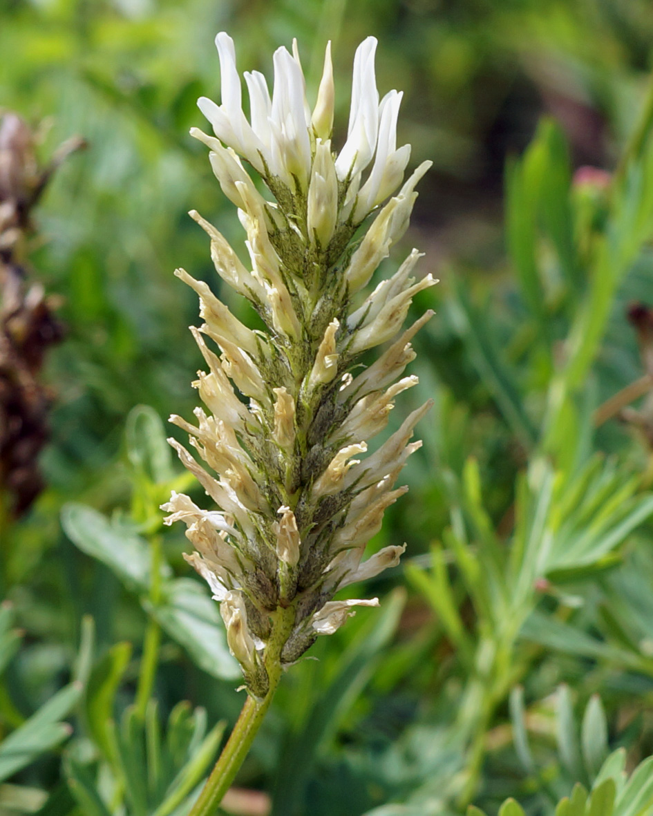 Изображение особи Astragalus inopinatus.