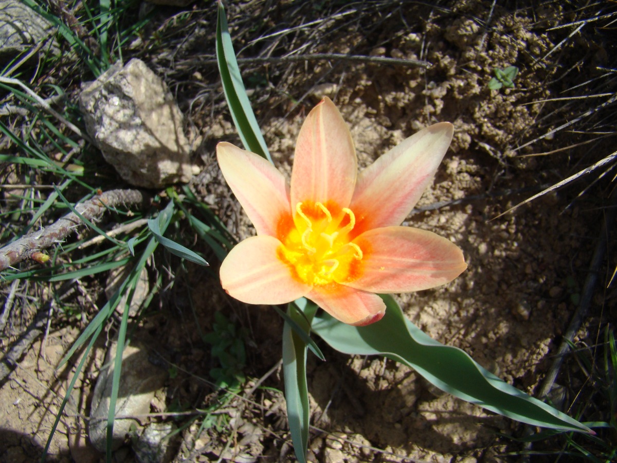 Image of Tulipa kaufmanniana specimen.