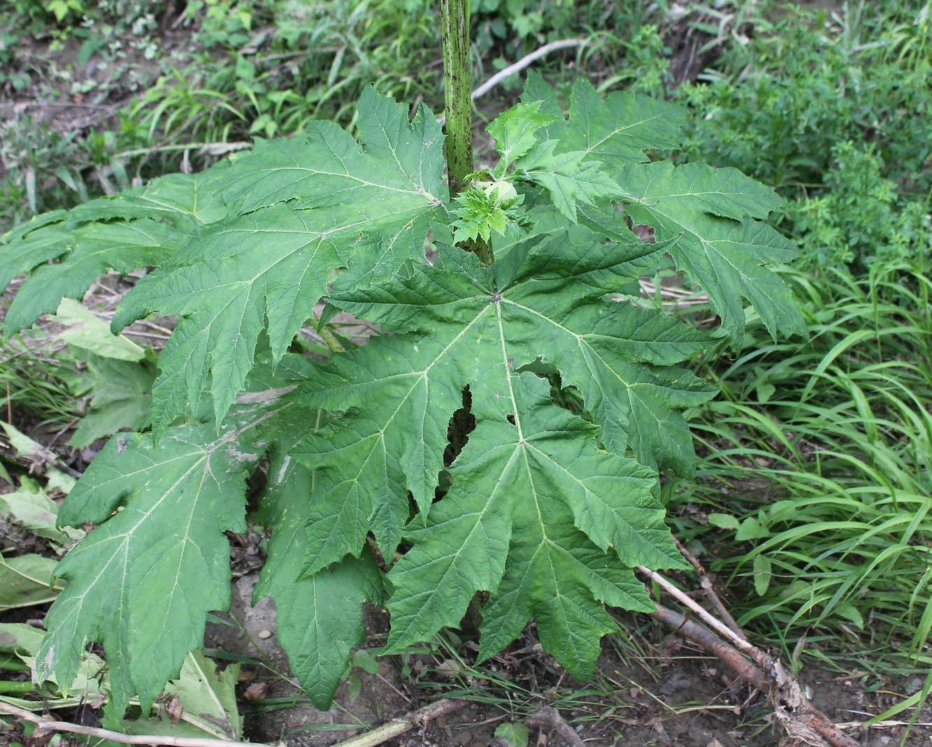 Image of Heracleum mantegazzianum specimen.