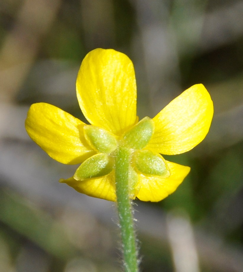 Image of Ranunculus bullatus ssp. cytheraeus specimen.