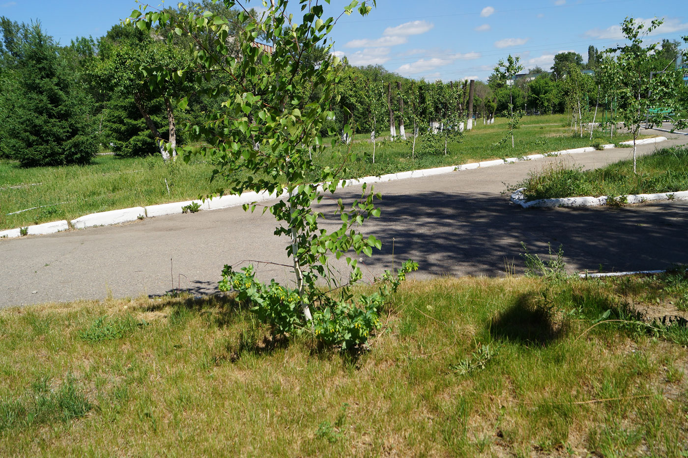 Image of Betula pendula specimen.